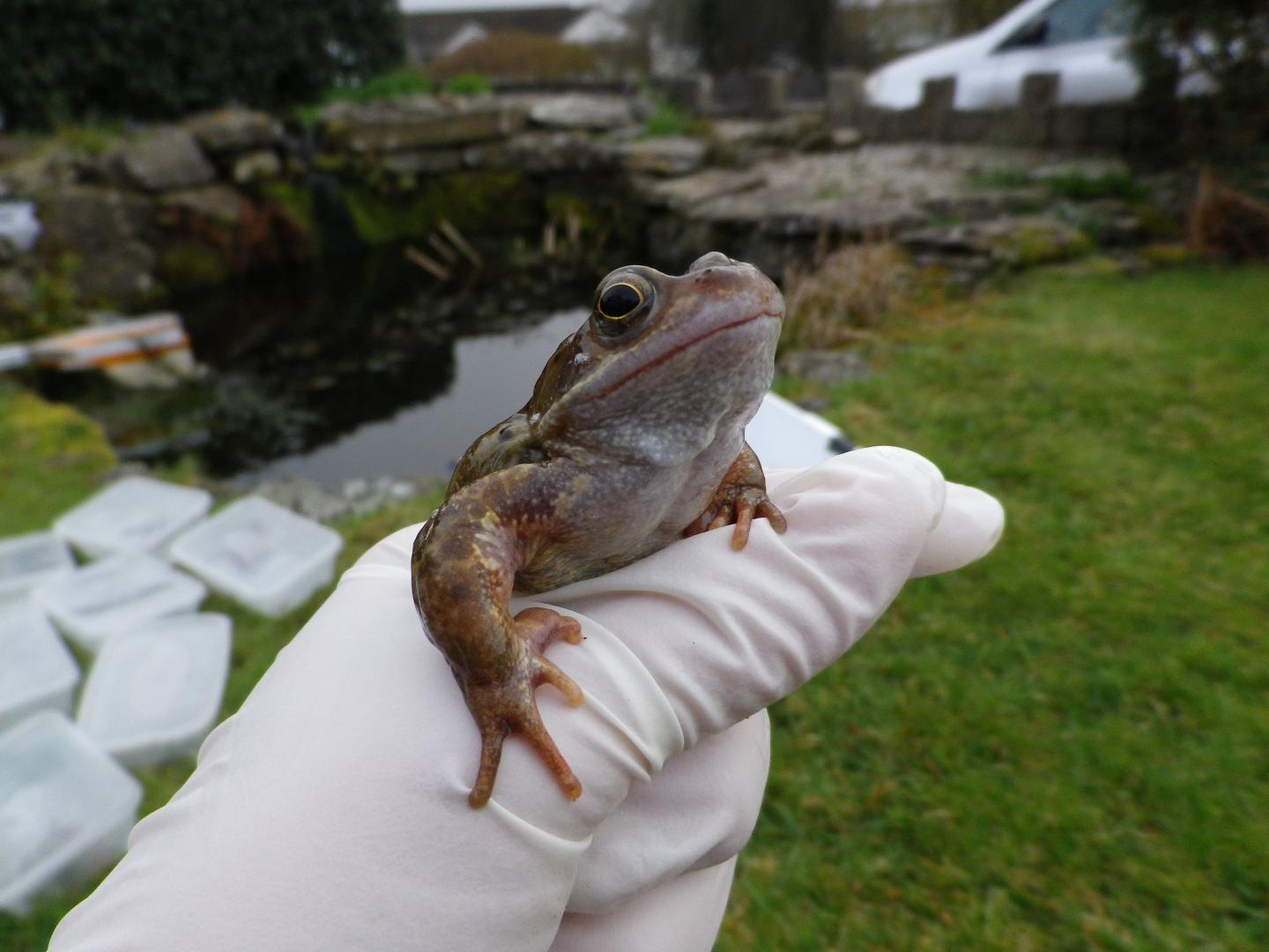 Common Frog, <i>Rana temporaria</i> (1 of 2)
