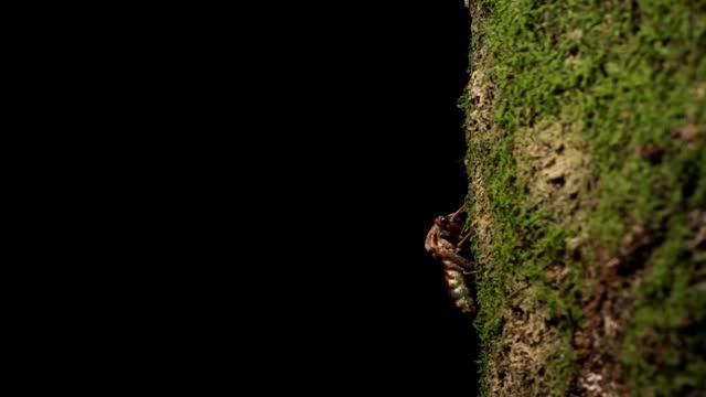 The Pupa Molting into an Adult