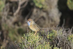 Southern emu-wren