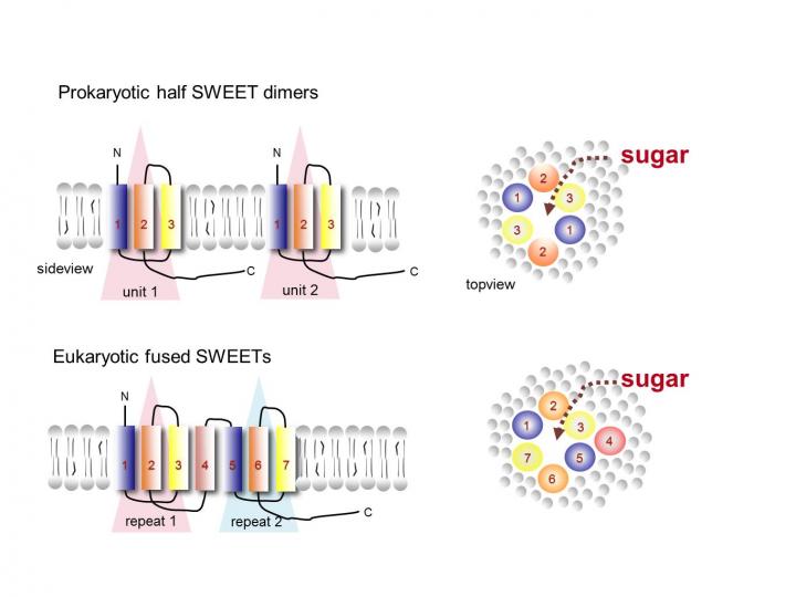 SWEET2