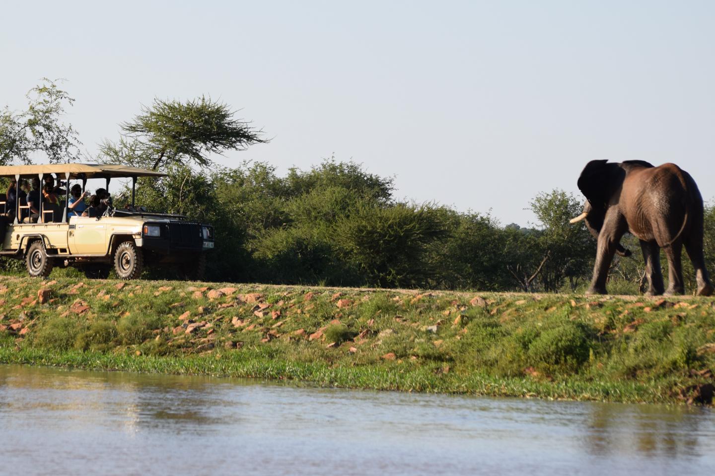 Wildlife Tourism May Negatively Affect African Elephants' Behaviour