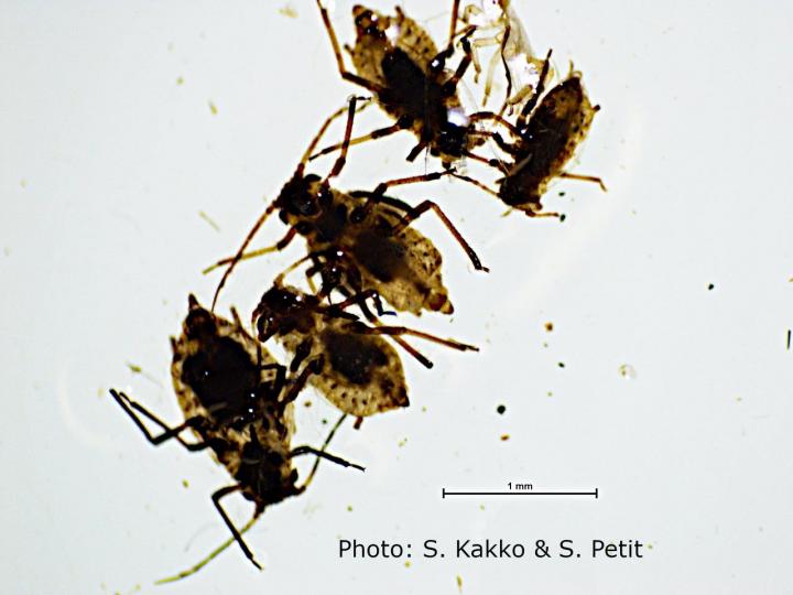 Aphis lugentis