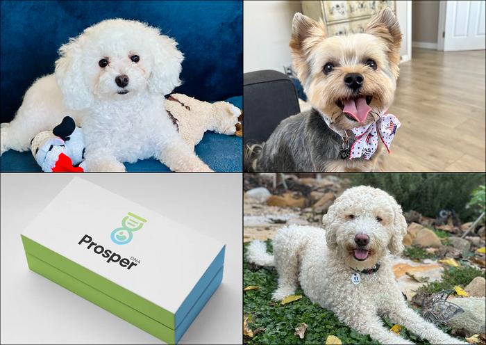 Prosper DNA kit and dogs