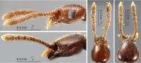 <i>Morphogenia</i>