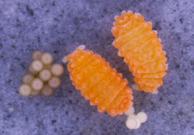 Springtails