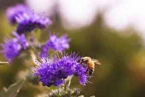 Pollinator on purple flower