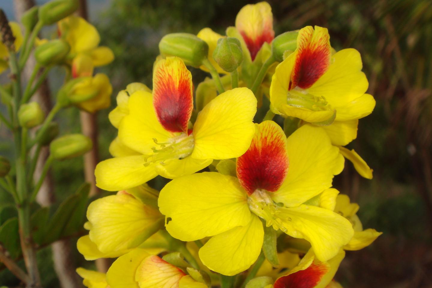 Flowers of Pau-brasil