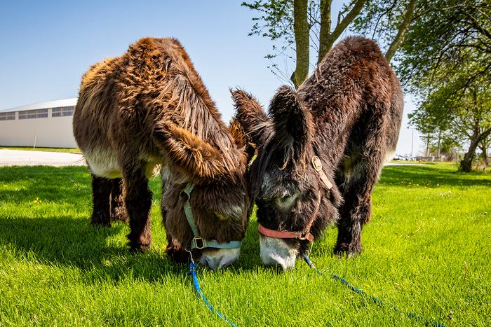 donkeys with heads together