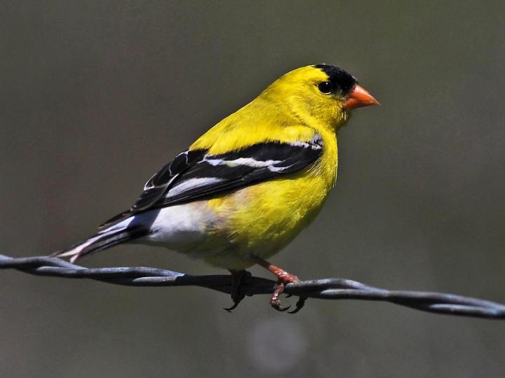 American goldfinch