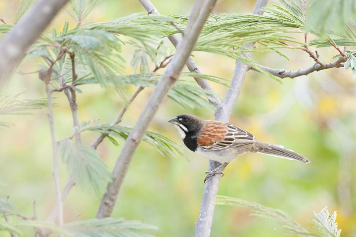 Birds Vulnerable to Temperature Shifts