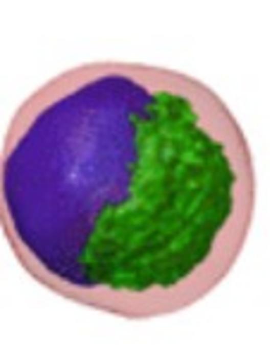 3D Visualization of Lysosomal Aggregation in a Single Live Cell Using HTFC