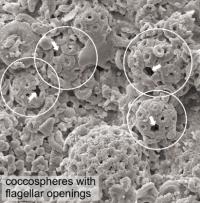 A SEM View of a Seafloor after the Extinction