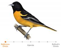 Oriole Hybridization