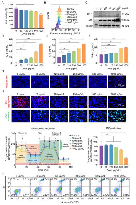 Figure 2. PS NPs induced the hierarchical oxidative stress responses in BEAS-2B cells.