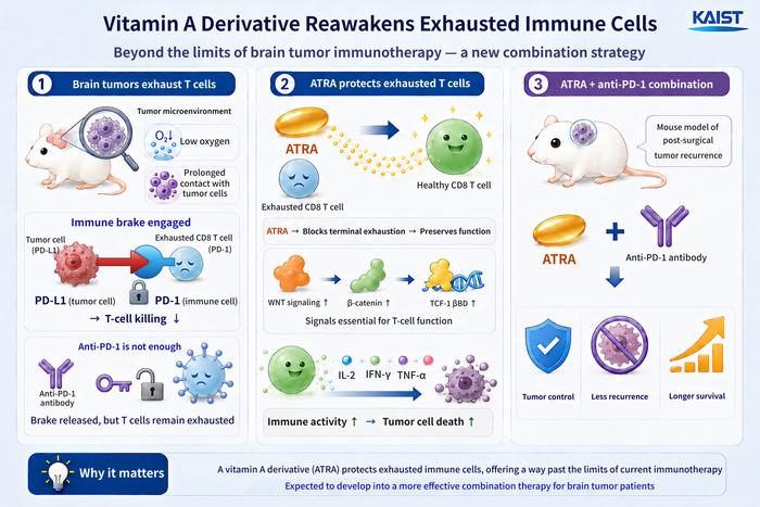 Vitamin A Metabolite Preserves T Cells’ Function as KAIST Points to a New Strategy for Treating Intractable Brain Tumors