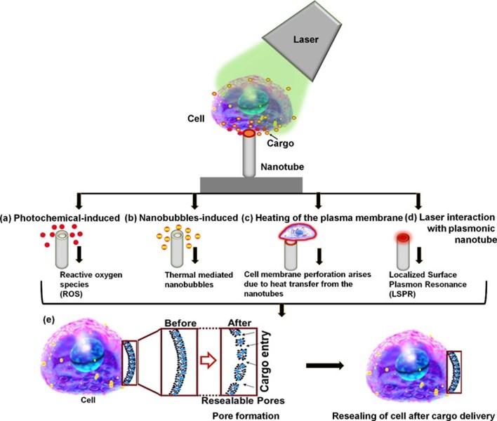 Schematic representation of possible mechanism of photoporation on titanium oxide nanotubes for cargo delivery