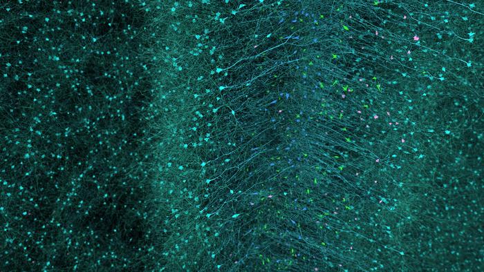 Slice of a digital brain