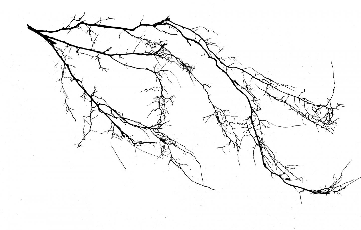 Human Activities Shift Dominant Tree-Fungi Pairing in North America (4 of 5)