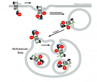 Wnt Signaling