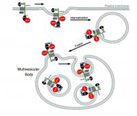 Wnt Signaling