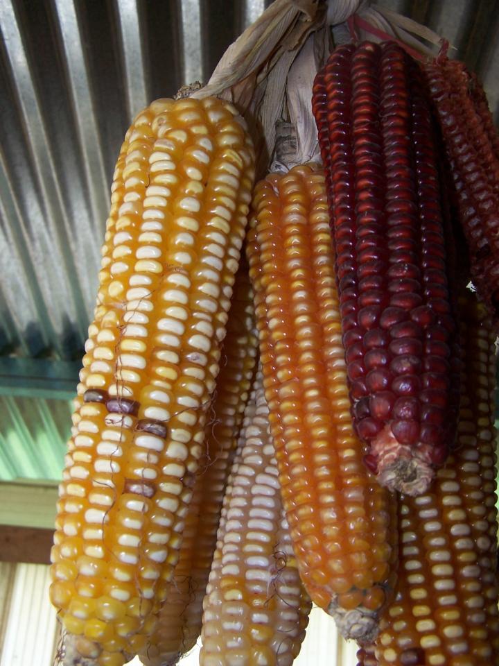 Corn Variety Gets Nutrients From Bacteria, Potentially Reducing Need For Fertilizer
