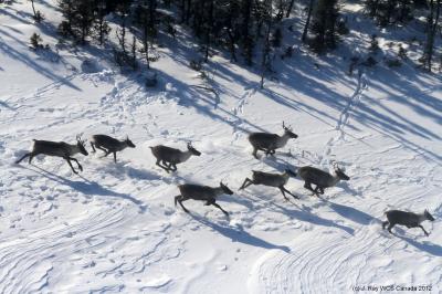 Caribou