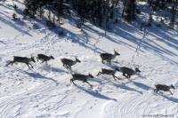 Caribou