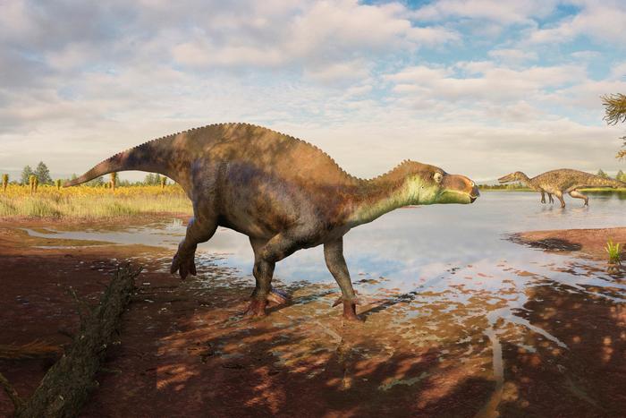 A reconstruction of the iguanodontian dinosaur Paludohadros proudlovii