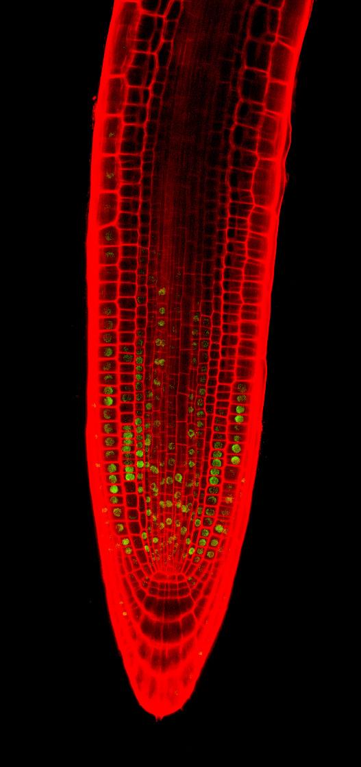 <i>Arabidopsis</i> Root Tip