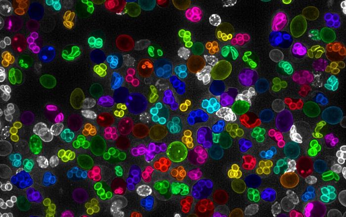 AI-powered identification of individual cell membranes