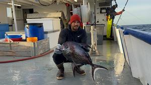 Pomfret are an ocean enigma
