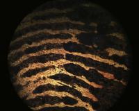 Fingerprint (3 of 3)