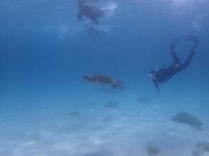 Yellow-morph green turtle