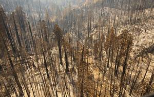 Castle Fire aftermath 2020 Sequoia NP