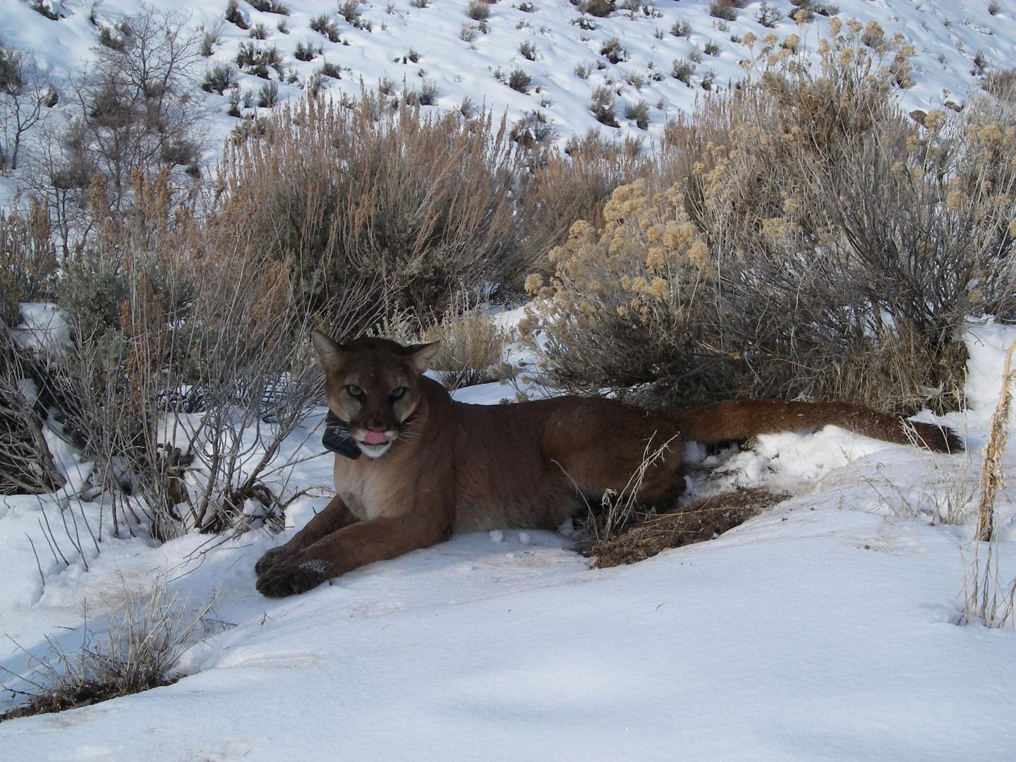 F43-Mountain Lion