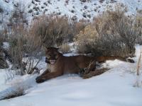 F43-Mountain Lion