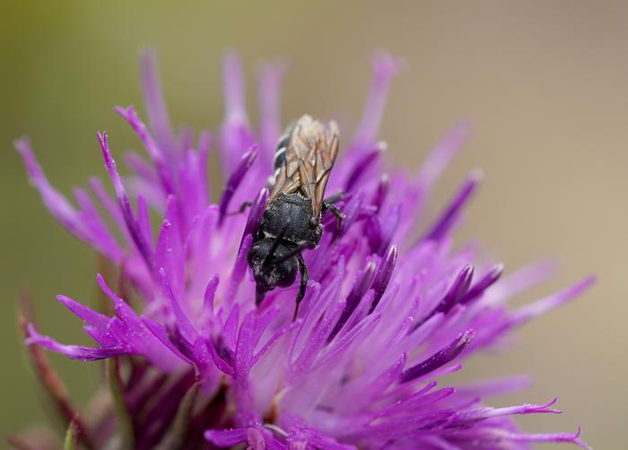 Dark two-toothed bee (Aglaoapis tridentata)