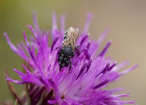 Dark two-toothed bee (Aglaoapis tridentata)