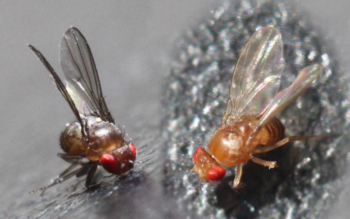 Hosts Diversify Genes of Offspring to Aid Survival (3 of 3)