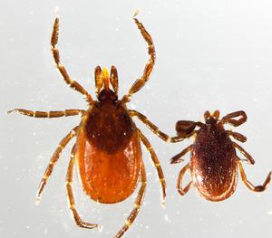Iscapularis-F-M-CreditPesapane