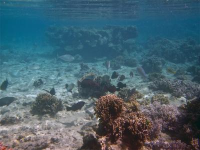 School of Herbivorous Fish