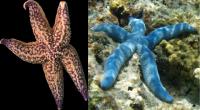 Northern Pacific Sea Star and the Blue Starfish