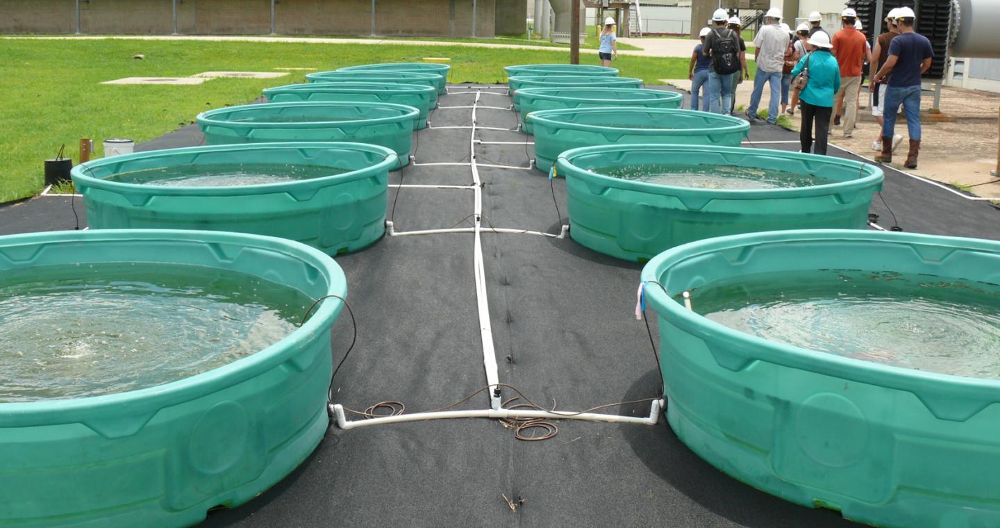 Algae in Wastewater