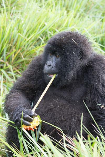 Gorilla with Plant