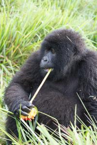 Gorilla with Plant