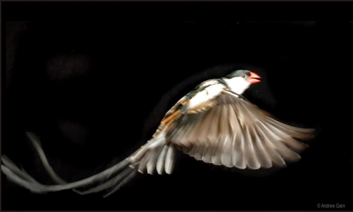 Pin-tailed Whydah
