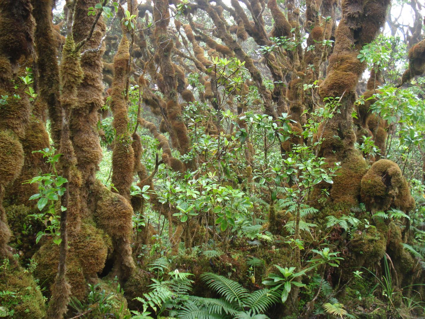 Hawaiian Snail Habitat