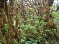 Hawaiian Snail Habitat