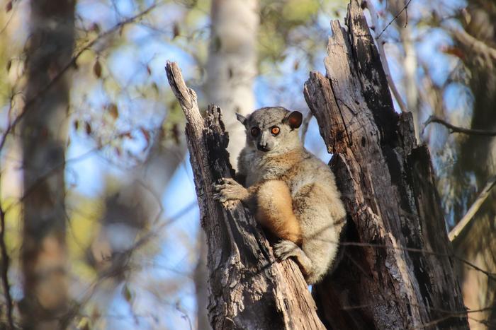 Red-tailed sportive lemur (Lepilemur ruficaudatus)