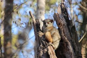 Red-tailed sportive lemur (Lepilemur ruficaudatus)